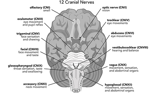 Brain1
