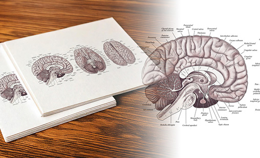 Brain2