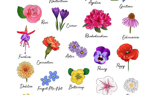 Flower Poster