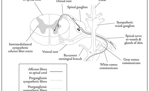 Spinal Cord