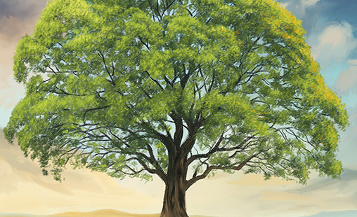 Tree Book Cover